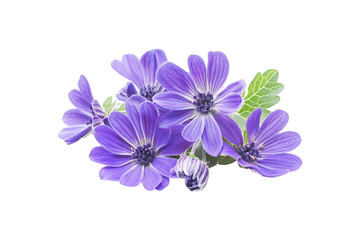 Obraz premium Vibrant Purple Flowers Close Up Bouquet Nature Beauty