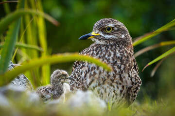 Spotted thick-knee, spotted dikkop or Cape thick-knee (Burhinus capensis) adullt and chick sitting on her terrestrial nest. Hermanus, Whale Coast, Overberg, Western Cape, South Africa.