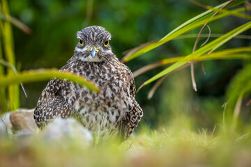 Spotted thick-knee, spotted dikkop or Cape thick-knee (Burhinus capensis) sitting on her terrestrial nest. Hermanus, Whale Coast, Overberg, Western Cape, South Africa.