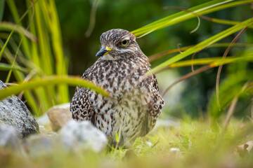Spotted thick-knee, spotted dikkop or Cape thick-knee (Burhinus capensis) sitting on her terrestrial nest. Hermanus, Whale Coast, Overberg, Western Cape, South Africa.