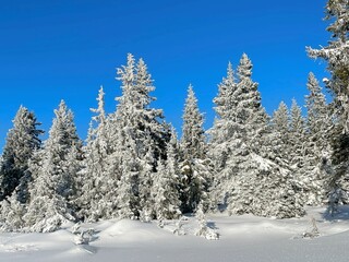 Snow-covered trees against a vivid blue sky in Sjusjøen, Norway, with untouched snow draping the...