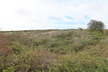 Obraz premium Blick auf die Küstenlandschaft von Nieuwvliet-Bad in den Niederlanden