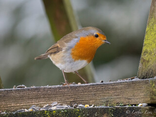 Rotkehlchen (Erithacus rubecula)