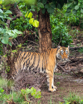 wild bengal male tiger or panthera tigris standing full face and eye contact in natural green background winter season evening safari sariska national park forest tiger reserve alwar rajasthan india