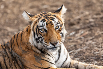 wild female bengal tiger or tigress or panthera tigris at ranthambore national park forest reserve rajasthan india asia fine art closeup or portrait with eye contact in summer season safari