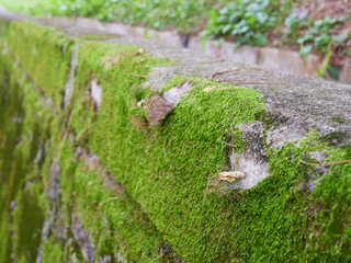 Moss growing on a concrete wall