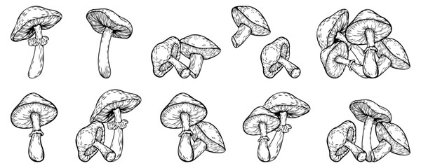Hand-drawn sketch set of mushrooms, vector illustration isolated on a white background. Vector line drawing. Set of stylized doodle mushrooms, for stickers, icons, cover design, banner, menu, post.