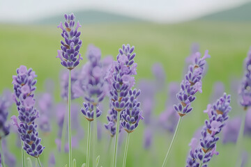 A vibrant lavender field stretching endlessly to the horizon, bathed in soft sunlight. The scene embodies tranquility, natural beauty, and perfect harmony with the environment