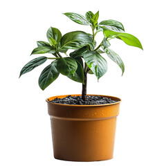 Obraz premium Vibrant Young Plant in Pot: A healthy, vibrant young plant with lush green leaves thrives in a terracotta pot, symbolizing growth, new beginnings, and the beauty of nature.