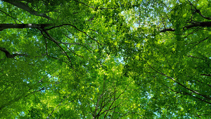 trees in the forest from low angle view, Fruska Gora