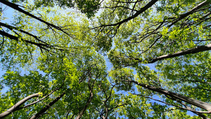 trees in the forest from low angle view, Fruska Gora