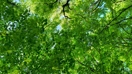 trees in the forest from low angle view, Fruska Gora