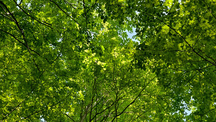 trees in the forest from low angle view, Fruska Gora
