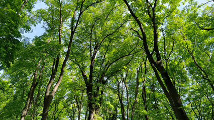 trees in the forest from low angle view, Fruska Gora