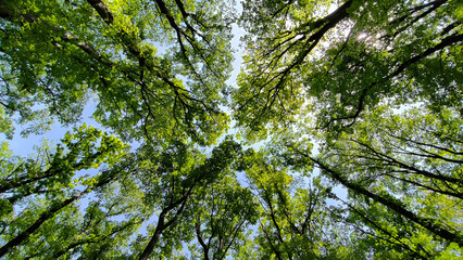 trees in the forest from low angle view, Fruska Gora