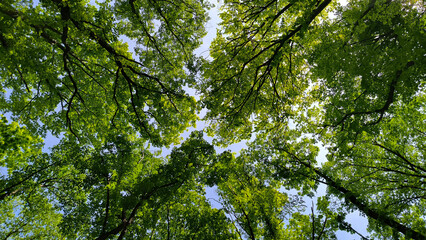 Fototapeta premium trees in the forest from low angle view, Fruska Gora