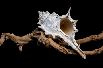 Murex spinicosta shell on wood black background