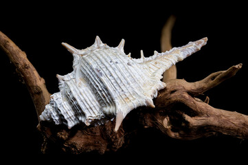 Murex spinicosta shell on wood black background