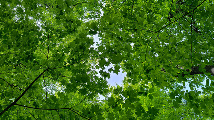 trees in the forest from low angle view, Fruska Gora