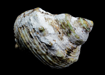 Turbo argyrostomus Linnaeus shell on black background