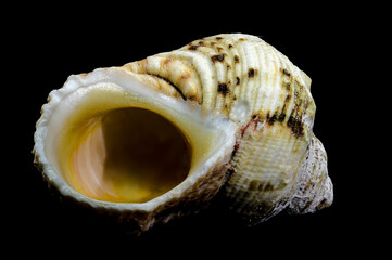 Turbo argyrostomus Linnaeus shell on black background