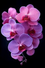 Orchid Bloom: A Study in Delicate Pink and Purple Hues