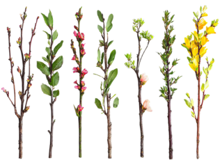 Spring flowers collection png nature scene seven unique branches bright environment stylish view