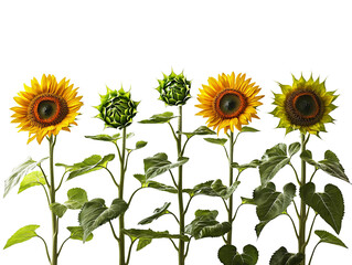 Fototapeta premium Spring flower collection nature png images of sunflowers vibrant green environment close-up