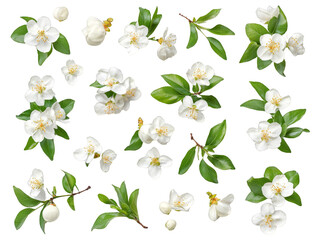 Spring flowers collection png for nature lovers beautiful floral designs high-quality images