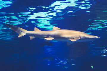 Fototapeta premium Shark swimming in the deep water showcasing its sleek body and fins. Cartilaginous fish in underwater environment