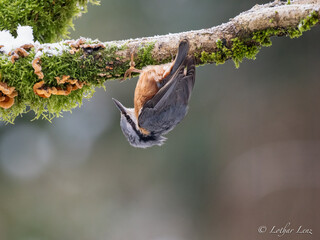 Kleiber (Sitta europaea)