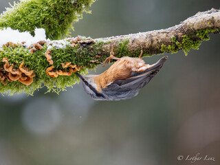 Kleiber (Sitta europaea)