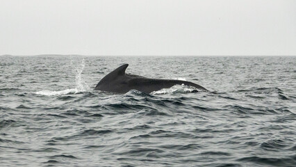 Fototapeta premium The long-finned pilot whale, or pothead whale (Globicephala melas) near Andenes in Norway.