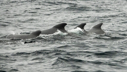 Fototapeta premium The long-finned pilot whale, or pothead whale (Globicephala melas) near Andenes in Norway.