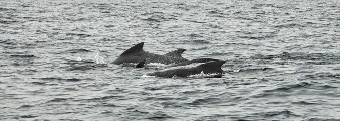 The long-finned pilot whale, or pothead whale (Globicephala melas) near Andenes in Norway.