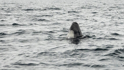 Fototapeta premium The long-finned pilot whale, or pothead whale (Globicephala melas) near Andenes in Norway.