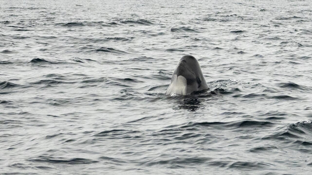 The long-finned pilot whale, or pothead whale (Globicephala melas) near Andenes in Norway.