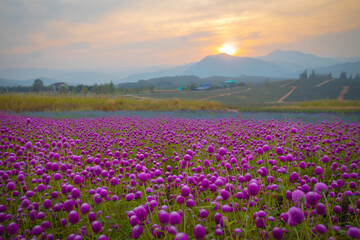 Obraz premium The Gomphrena Flower field of everlasting flowers surrounded by beautiful mountains in the evening during December to January at Phu Phan Ta, Ban Kha District, Ratchaburi