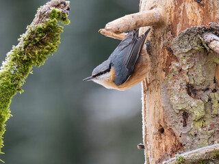 Kleiber (Sitta europaea)