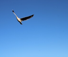 Flying sesgull in the air