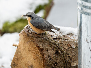 Kleiber (Sitta europaea)