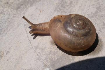 Macro shot of a small slimy snail with a spiral shell. A gastropod mollusk animal walks along a cement wall under the hot sunlight. Snail isolated on wall backgrounds. Negative Space