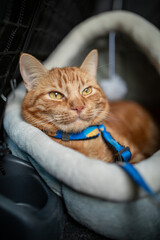 Portrait of little adorable red kitten travelling in the car.