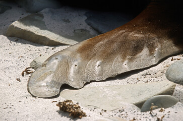 Lion de mer, Otaria flavescens,  Iles Falkland, Malouines