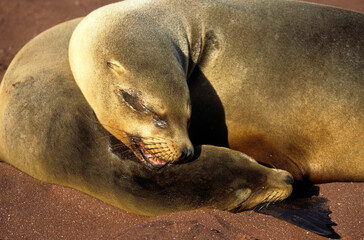 Otarie de Californie; zalophus californianus, Jeune, femelle , Archipel des Galapogos