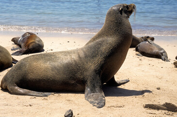 Otarie de Californie; zalophus californianus, male , Archipel des Galapogos