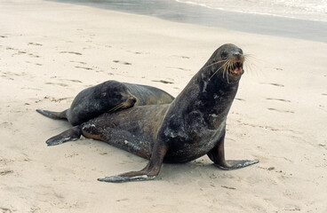 Obraz premium Otarie de Californie; zalophus californianus, male, femelle , Archipel des Galapogos