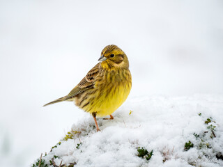 Goldammer (Emberiza citrinella)