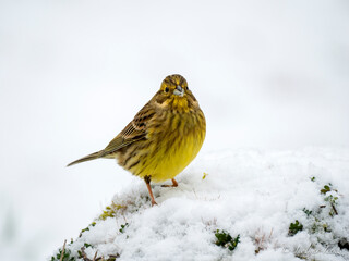 Goldammer (Emberiza citrinella)