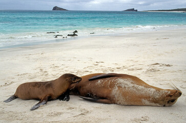 Otarie de Californie; zalophus californianus, Jeune, femelle , Archipel des Galapogos